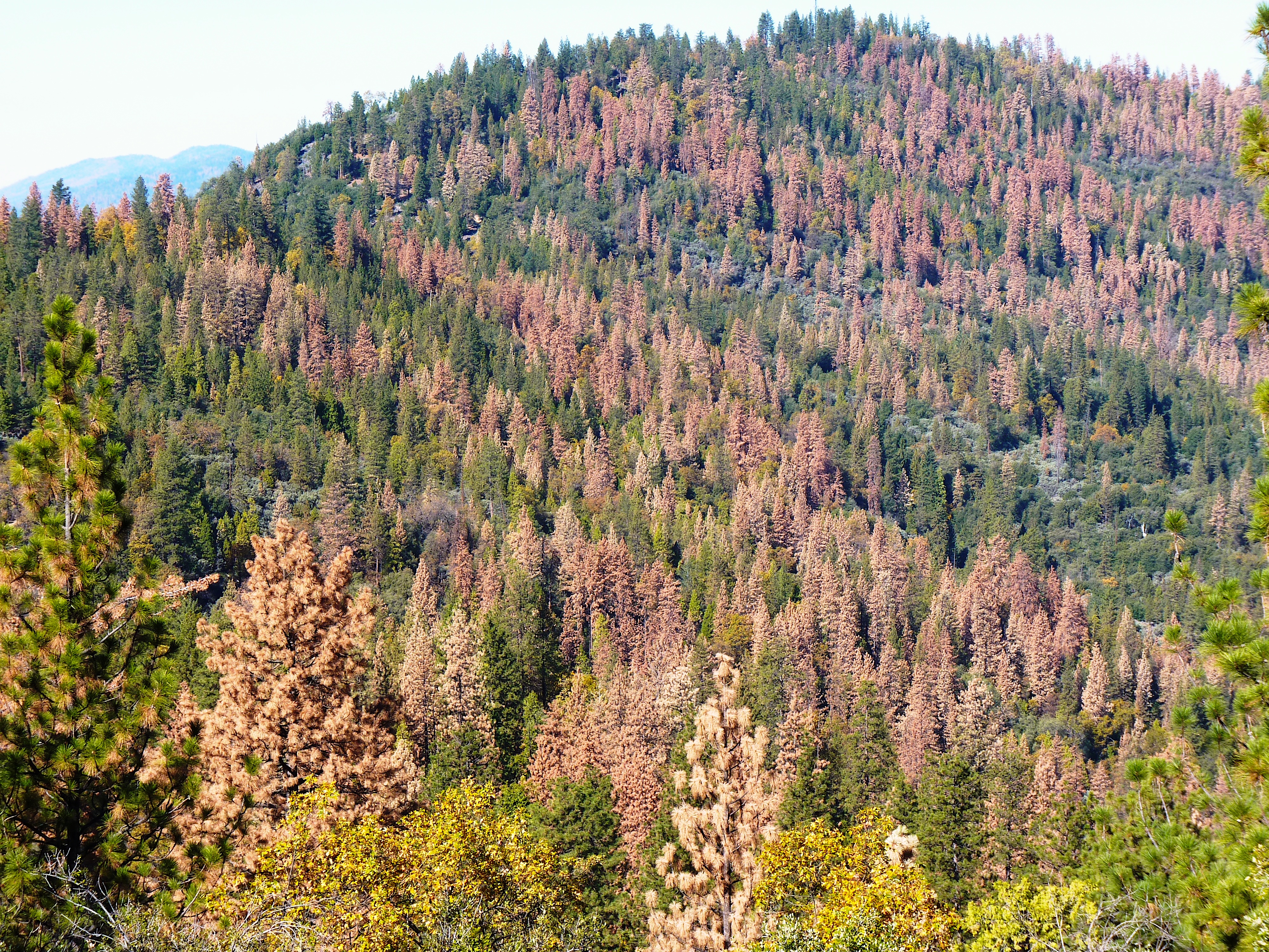Forests Fourth National Climate Assessment - 