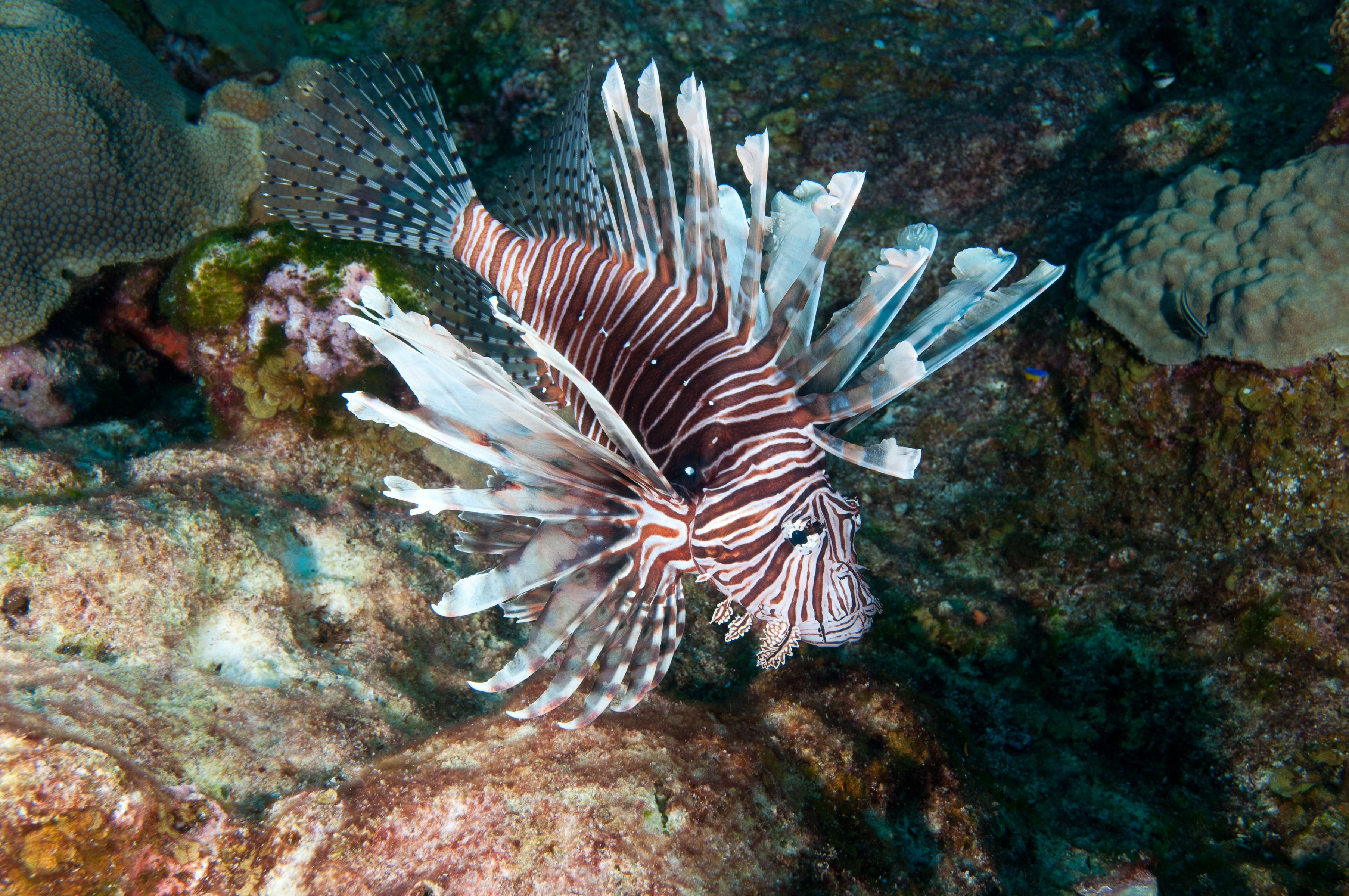A close-up photo shows a lionfish swimming among a coral reef in the Atlantic Ocean.