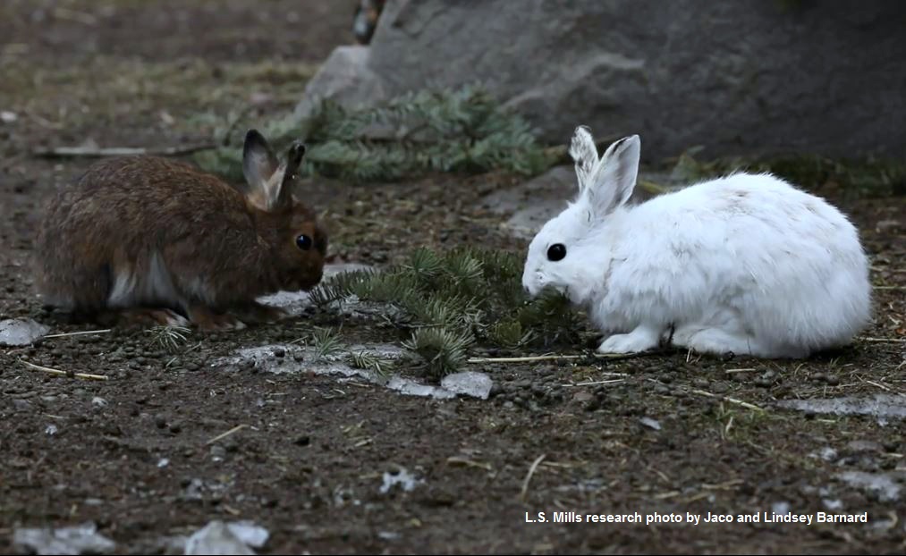 A photo shows a pair of snowshoe hares, one with a brown coat and the other with a white coat. Both are sitting on earthen ground, nibbling on opposite ends of a sprig of pine. 